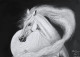 "White Horse" (PRT-8067-104892) - Canvas Art Print - 18in X 13in