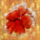 Poppy,flowering plant,herbaceous annual, biennial,short-lived perennial plants