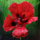 Poppy,flowering plant,herbaceous annual, biennial,short-lived perennial plants