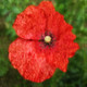 Poppy,flowering plant,herbaceous annual, biennial,short-lived perennial plants