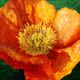 Poppy,flowering plant,herbaceous annual, biennial,short-lived perennial plants