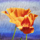 Poppy,flowering plant,herbaceous annual, biennial,short-lived perennial plants