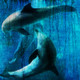 Dolphin,aquatic marine mammals