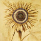 Golden Era,Pattern,Design,Art,Floral Pattern,Flower,Floral,Sunflower