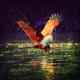 Accipitridae,Eagle,Eagles are large, powerfully built birds of prey