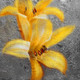 Two Yellow Flowers,Flowers,Floral
