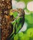 Barbet Bird (ART-16241-106275) - Handpainted Art Painting - 8in X 10in
