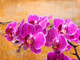 Flower,Floral,playing Flower,Colorful flowers,petal,beauty of floral,bloom ,blossom