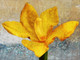 Flower,Floral,playing Flower,Colorful flowers,petal,beauty of floral,bloom ,blossom