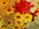 Flower,Floral,playing Flower,Colorful flowers,petal,beauty of floral,bloom ,blossom