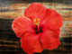 Flower,Floral,playing Flower,Colorful flowers,petal,beauty of floral,bloom ,blossom