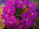 Flower,Floral,playing Flower,Colorful flowers,petal,beauty of floral,bloom ,blossom