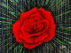 Red Rose Blossoming Through The Warp (PRT-16330-106517) - Canvas Art Print - 18in X 13in
