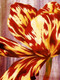 Flower,Floral,playing Flower,Colorful flowers,petal,beauty of floral,bloom ,blossom