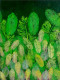 Green Yellow Leaves (PRT-16330-106567) - Canvas Art Print - 43in X 60in