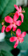 Red Flowers (PRT-16330-106660) - Canvas Art Print - 18in X 36in