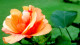 Hibuscus Flower (PRT-16330-106648) - Canvas Art Print - 24in X 14in