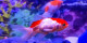 Red Hat Fish (PRT-16330-106635) - Canvas Art Print - 36in X 18in