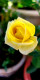 Yellow Rose (PRT-16330-106662) - Canvas Art Print - 12in X 24in