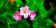 Purple Flowers (PRT-16330-106646) - Canvas Art Print - 36in X 18in