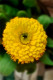 Yellow Flower (PRT-16330-106722) - Canvas Art Print - 20in X 30in