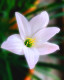 White Lily (PRT-16330-106723) - Canvas Art Print - 24in X 30in