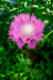 Purple Flower (PRT-16330-106720) - Canvas Art Print - 20in X 30in