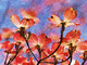 Flower,Floral,playing Flower,Colorful flowers,petal,beauty of floral,bloom ,blossom