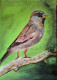 Little Sparrow (ART-1152-107008) - Handpainted Art Painting - 11in X 16in
