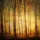 Landscape,Nature,Sunlight,Tree,River