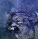 Wild Life,Wolf,Animal