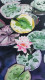 Lotus (ART-329-109103) - Handpainted Art Painting - 9in X 16in