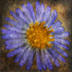 Flower,Floral,Colorful Flowers