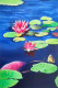 Lotus (ART-329-109108) - Handpainted Art Painting - 16in X 25in