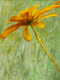 Flower,Floral,Colorful Flowers