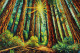 Nature’s Cathedral: The Majestic Redwoods Bathed In Golden Light (PRT-15697-109191) - Canvas Art Print - 60in X 40in