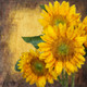 Flower,Floral,Colorful Flowers,Sunflowers