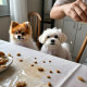 Little Dogs (PRT-16612-109229) - Canvas Art Print - 24in X 24in