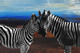 Zebra,Animal,Wild life,Zoo Animal,Strips