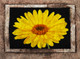 Floral Flowers,Yellow Flowers