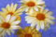 Floral Flowers,Yellow Flowers