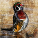 Bird,Duck,Waterfowl,aquatic birds