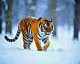 Winter's Silent Hunter (PRT-15697-110002) - Canvas Art Print - 42in X 34in