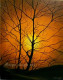 Way Between Trees (ART-8424-110299) - Handpainted Art Painting - 24in X 30in