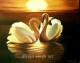 Loving Swan (ART-8424-110577) - Handpainted Art Painting - 30in X 24in