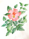Beautiful Flower (ART-16989-111183) - Handpainted Art Painting - 8in X 12in