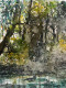 Afternoon Forest Scene (PRT-8841-111283) - Canvas Art Print - 22in X 30in