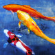 Fish,Aquatic Life,Water Animal