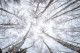 White Forest (PRT-16612-111694) - Canvas Art Print - 30in X 20in