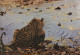 Reflections Of The Wild: Tiger By The Water (ART-16907-111881) - Handpainted Art Painting - 36in X 25in